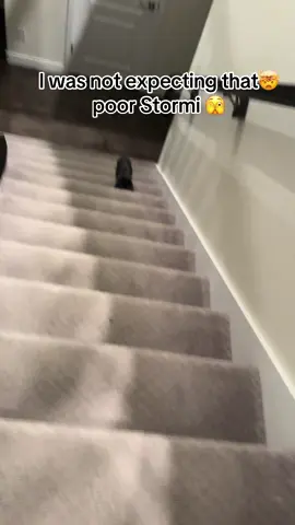 Stormi is fine but I was not expecting that at all 😨 #bunnies #bunniesoftiktok #bunniescontent #fyp #parati 