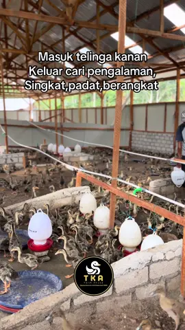 #tkafarmhouse #peternak #peternakmuda #bosmuda #fypage 