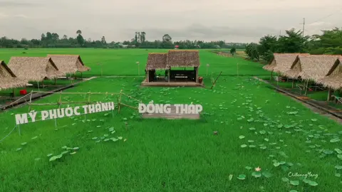 KDL Mỹ Phước Thành - Một nơi chill đậm chất Miền Tây giữa đồng lúa, dòng sông hay những cánh đồng sen🥰 #chillcungyang #dongthap 