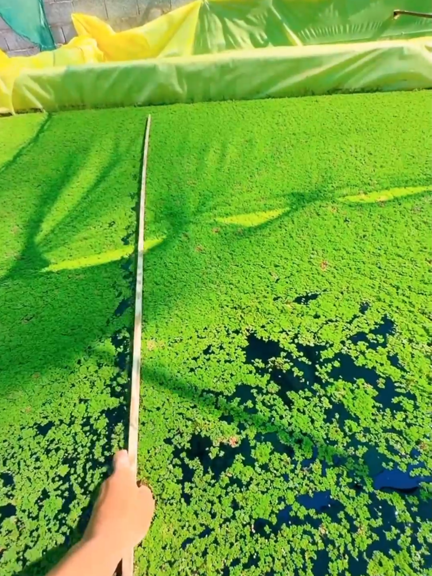 Tại sao có những người có thể ở nhà cả ngày #sachhay #baihoccuocsong #trietlycuocsong #trietlysong #viral #khotrithuc