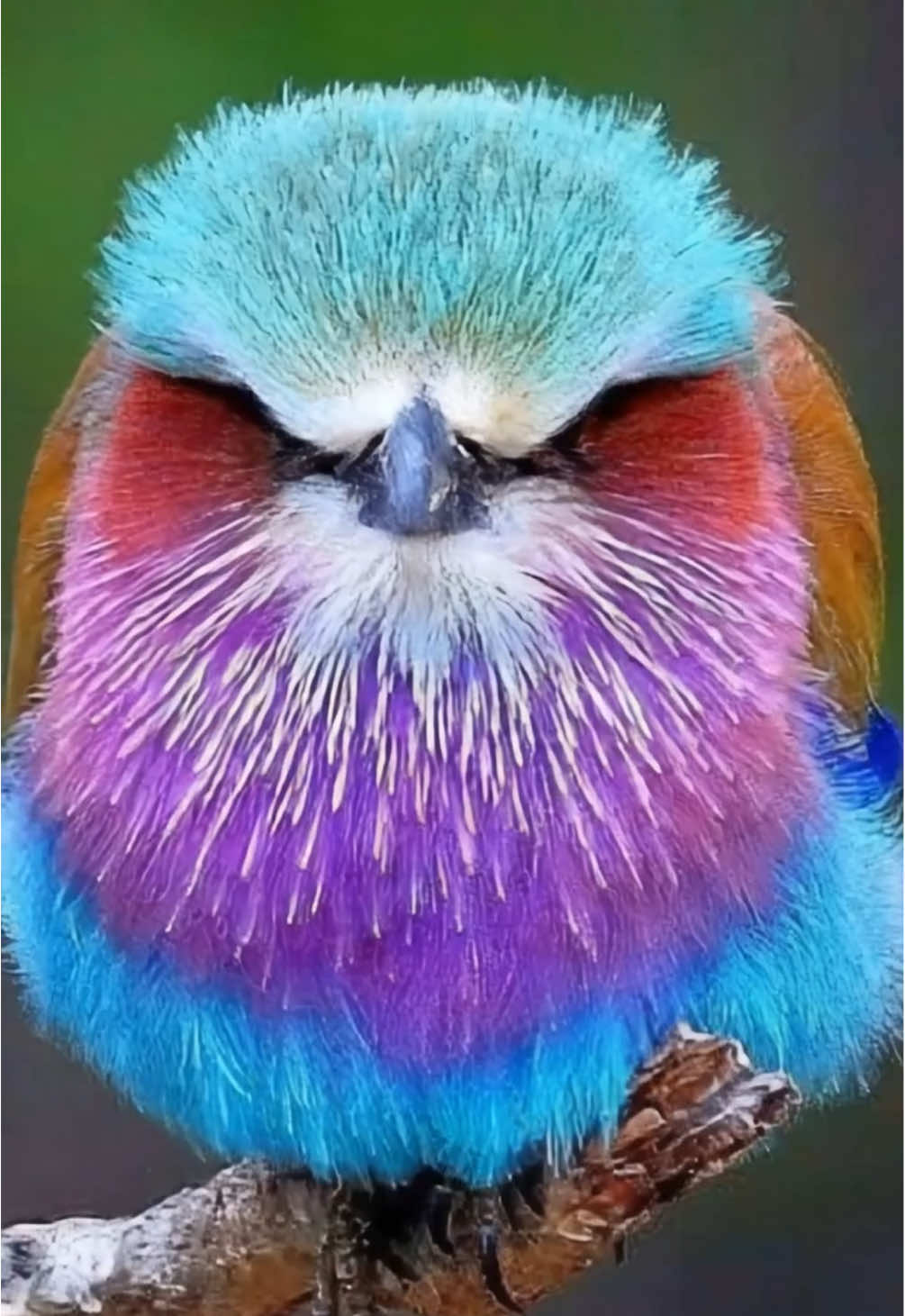 The baby lilac-breasted roller is a tiny, yet already enchanting version of one of Africa’s most colorful birds. While the adult dazzles with vibrant shades of turquoise, lilac, green, and blue, the chick begins life in softer, muted tones—its feathers often appearing fluffy and pale with hints of brown and grey, as the brighter colors slowly emerge with age. Its little beak is shorter and less sharp, and its wings, though not yet strong, carry the promise of the breathtaking beauty to come. These young rollers are typically tucked safely inside tree cavities or abandoned woodpecker holes, where both parents care for them. As they grow, patches of lilac and turquoise begin to shine through their down, like splashes of color waiting to blossom. Though clumsy at first, they practice fluttering and calling, preparing for the day they will take to the skies with the same graceful flight displays their species is known for. Even as chicks, baby lilac-breasted rollers capture hearts, embodying the gentle beginnings of one of the world’s most dazzling birds. #wildlife #fyp #foryou #viral #trending  @National Geographic 