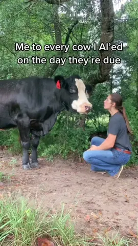 pls & thank you #showheifer #stockshow #stockshowlife #showheifers #showcattle 