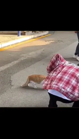 HAHAHAHAAHZ CUTE #fyp #viral #foryou #cat 