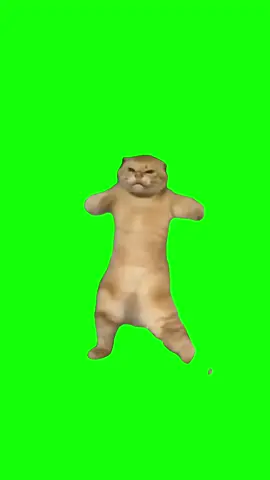 Dancing cat meme green screen #meme #greenscreen #fyp #dailymemes 