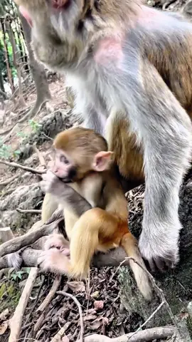#LanguageLearning #tiktok #monkey #foryou 