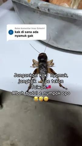 Membalas @Imas Sulastri Garangan ,buaya ,kadal beserta jajarannya semua ada😂🤣#lewatberanda #fypage #pmitaiwan🇲🇨🇼🇸 #fypシ゚viral #livetaiwan🇹🇼 