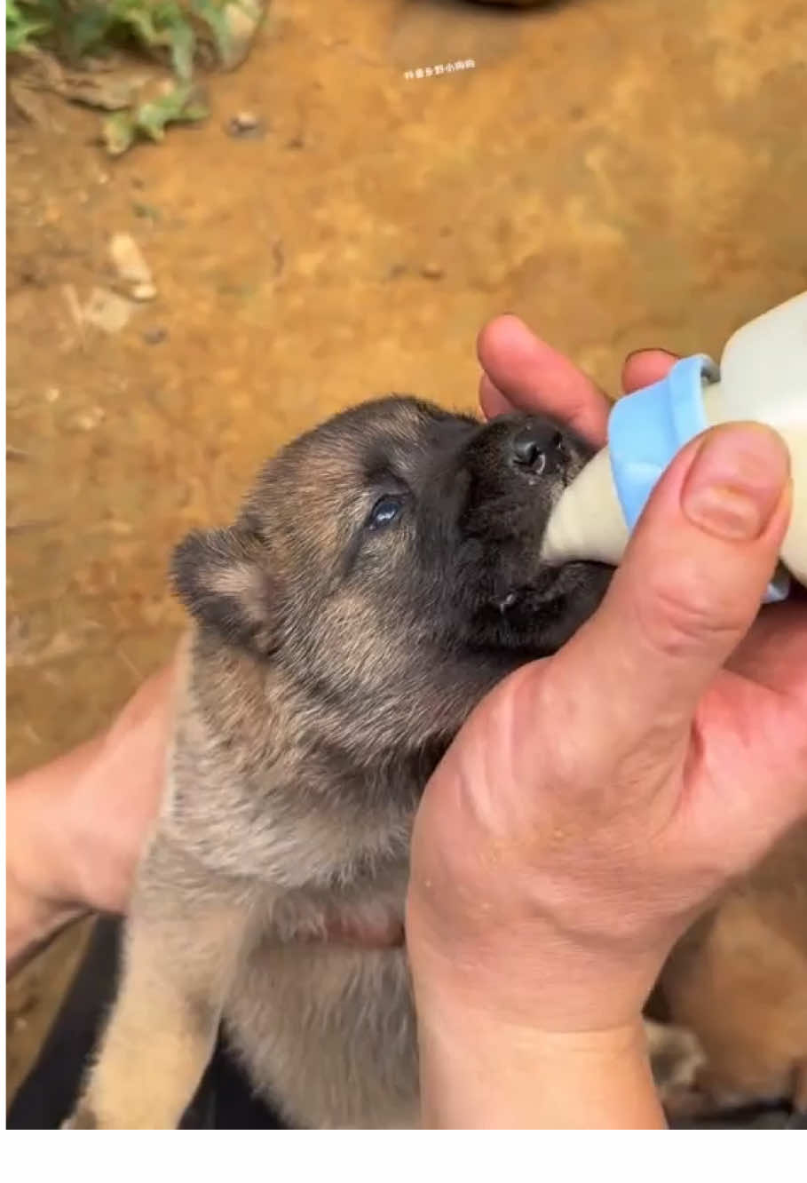 🐶🍼🫶🏼#dog #cutedog #puppy #animal #blackdog 