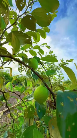 Giống táo thái da xanh dễ trồng cho trái nhiều thích nghi với mọi vùng đất sức sống cao trái to ngọt giòn anh chị em cô bác đam mê trông cây tham khảo nha#lychieubinh @Hữu hậu Trần 1986💕 #nuoica #trongcaynuoica #taothai #cadieuhong 