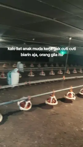 😄😄 #xzycba #peternakmuda #broilerchicken #quotestory #fyppppppppppppppppppppppp 