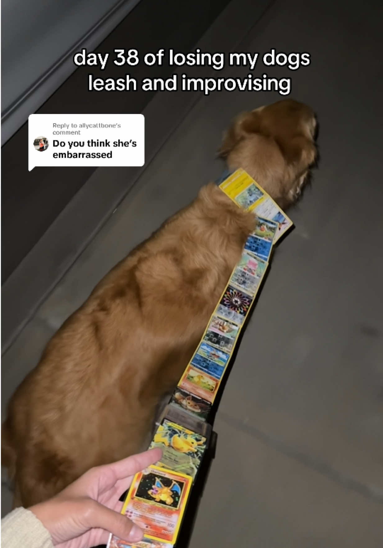 Replying to @allycattbone Charly Charizard 🦖☄️🤭 #goldenretriever #dog #walk #pokemon 