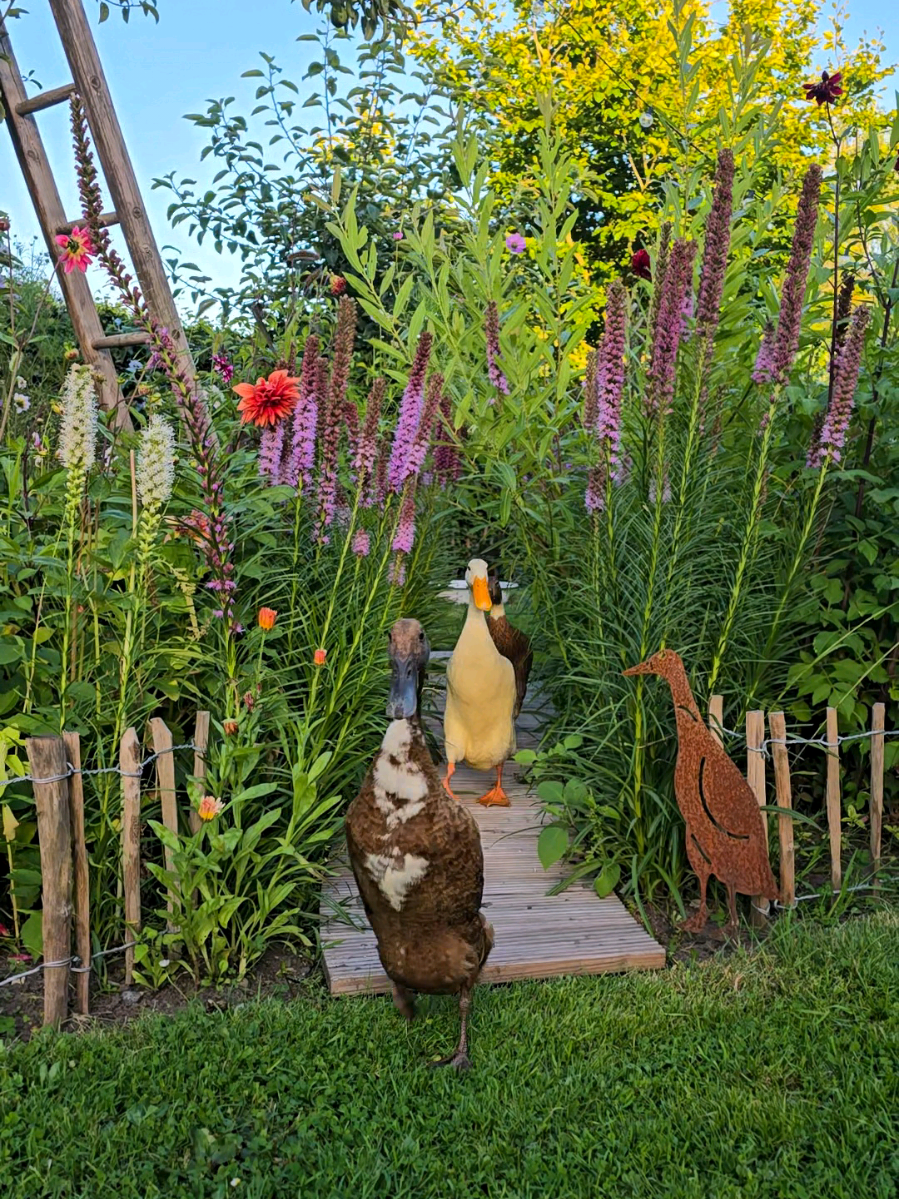 Happy weekend ☀️🌾🦆 #garten #natur #animal #happy #nature 