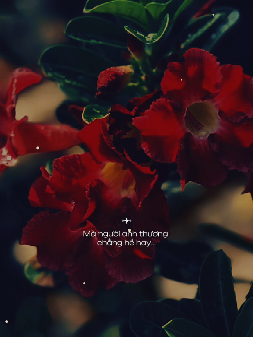 Anh từng đứng giữa mưa đêm dõi theo em tới tận bậc thềm... [ Là Vì Anh Yêu Em ] #lavianhyeuem  #nhacbuontamtrang  #tramcamxuc  #maucapcut  #thanham1991 