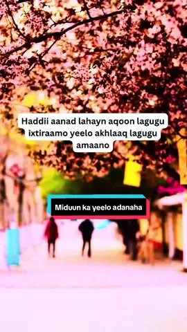 #somalilandtiktok💚🤍❤ #foryoupage❤️❤️ #somalitiktok #frypgシ #kenyantiktok🇰🇪 @asadhajioo270 @somali @Somaliland @baranki @Father of love.✍️📚 @abwaan xiige ♥️🥰✍️🩸💔😰🙋🤦 @Ruqiyo cbdullhi🇸🇴🇧🇹 @Somalilanders TikTok @somali__power girl @@Team27 @asad__hajioo @Somalitiktok @somalilander💚🤍❤️ @Djibouti 