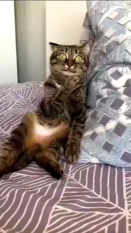 funny cats🐾 funny pets🐾 funny moments 🐾
