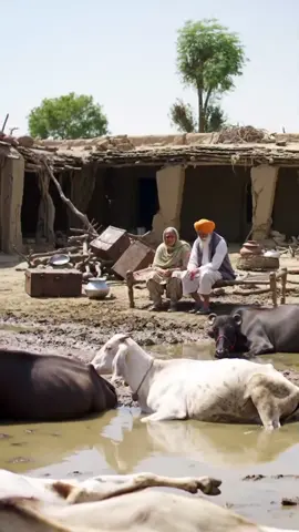 Punjab flood after math, destroyed village & dead livestock,heart breaking scene#floodtradegy#clopeshouses#afterfloodmath #terrifyinghorrorscene #flood2025 