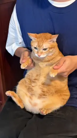 Miaww #cat #catsoftiktok #cats #fyp #kucing     ❣️: 虎皮诞糕