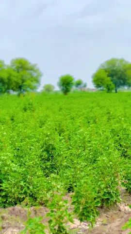 🥹❤️‍🩹🌸💔🥀🫀🤍💫😍 REPOST—REQUEST 🙏❤️#foziasoomro #foziasoomro_sindhi_sad_status #hingorja_farm_khipro🚜🔥 #repostrequest #unfrezzmyaccount 