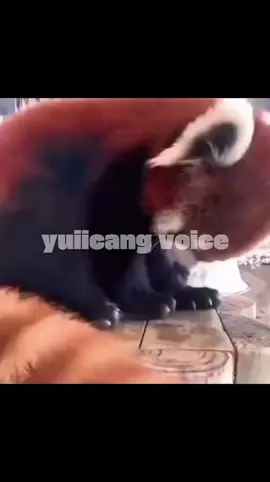 kucing nya padahal cuma mau kenalan🗿 #dubbing #foryoupage #fyp #animals #yuiicang 