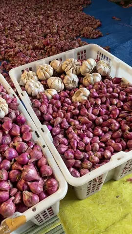 bamer lokal jawa glowing2 merah merona, join live ya