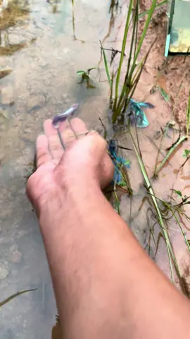 #catchfish #goldfish #reallife #viralvideos #beta 