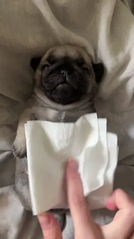 #мопс 