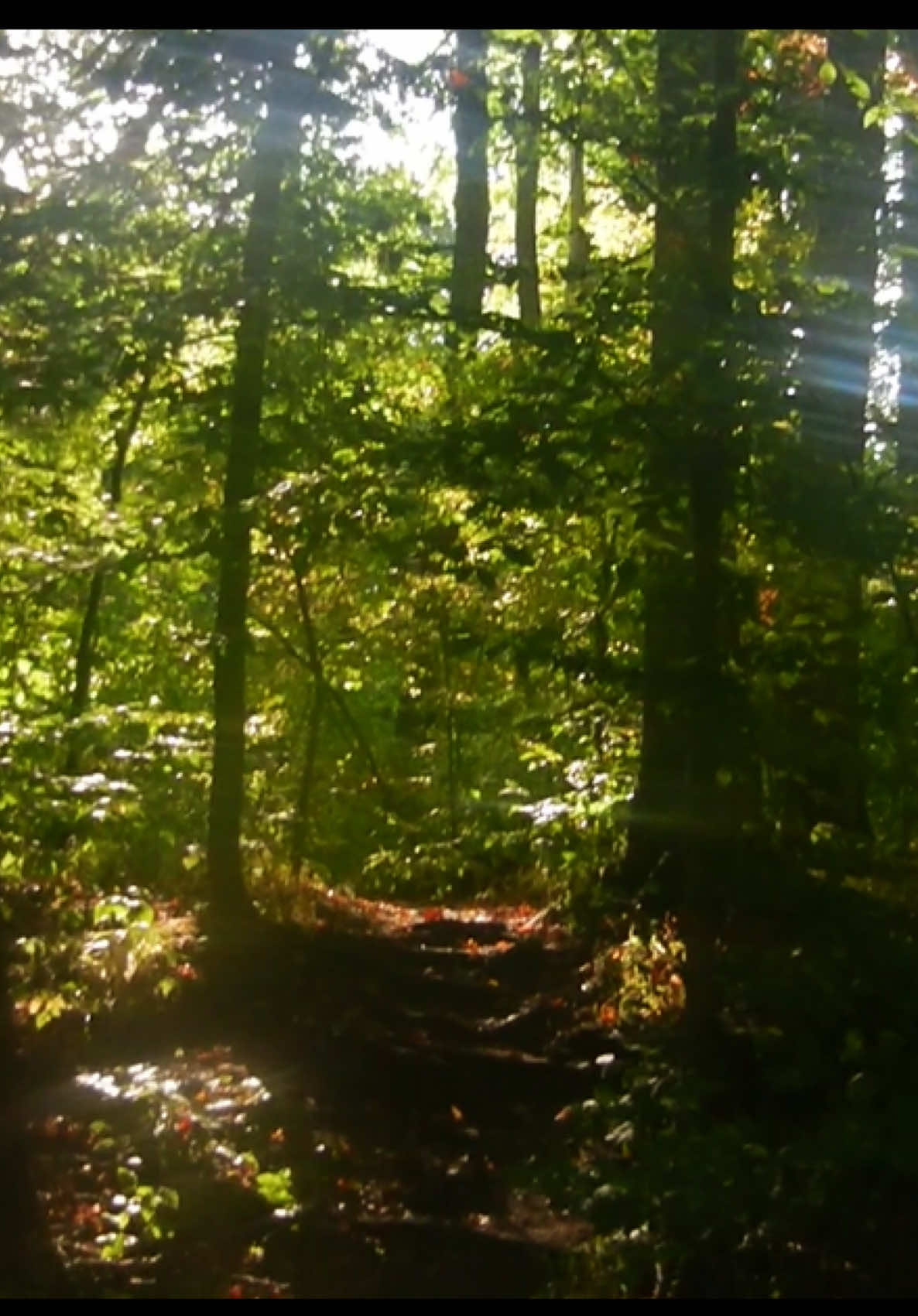 when the sunlight shines through the trees 🐞 ⊹ ࣪ ˖                                                            #digicam #nature #nostalgia #fyp #cinematography 