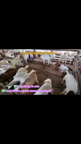 promosi kambing akikah RM250 per kepala#fyp #trending #kambingviral #kambingviralbesut #kambingkurbanmurahmalaysia 