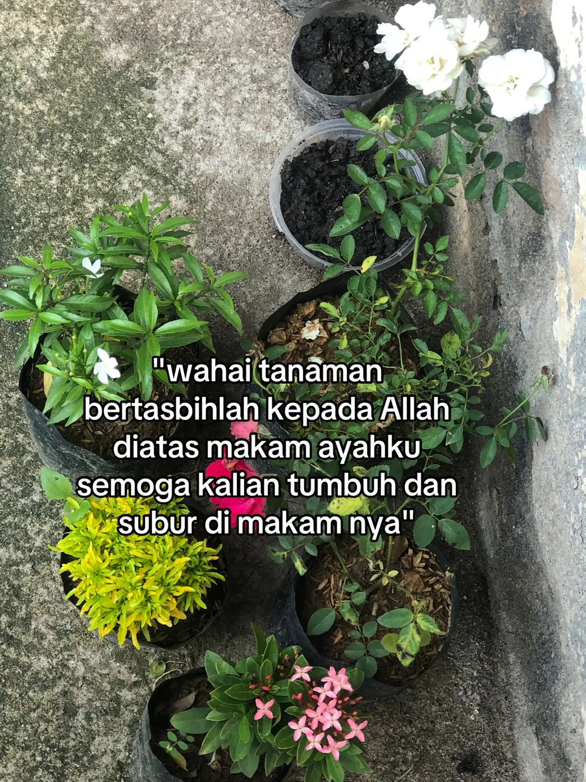 nanti aku pindahin kalian ke rumah baru ayahku ya 🥹🥹 semoga kalian tumbuh subur dan cantik ❤️🥲 #makam #ayah 