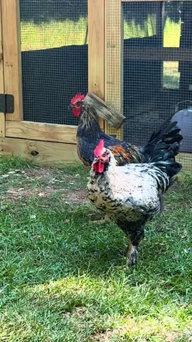 Brennan and Dale #chickens #roosters #stepbrothers #brennan #dale 