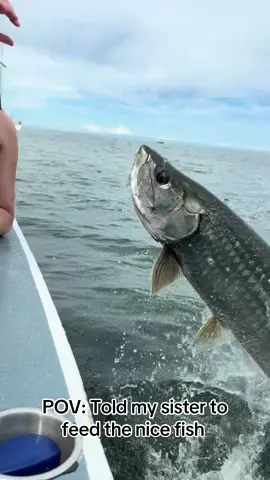 Fish Feeding in Belize… say less. Volunteered my sister.  #belize #vacations #fish #fyp #viral 