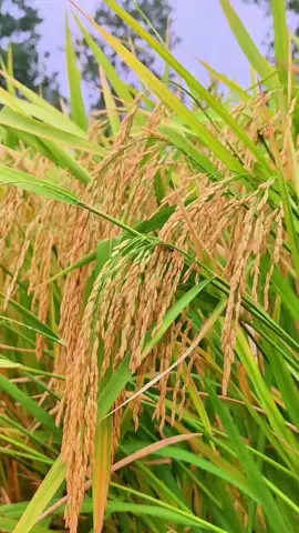 Indahnya pemandangan sawah yang siap panen! Bulir padinya berisi, kuning keemasan, dan pasti hasil panennya melimpah. Ingin sawah Anda juga menghasilkan seperti ini? Kuncinya ada pada benih yang unggul. Dapatkan benih padi terbaik yang tahan penyakit dan cocok untuk berbagai kondisi lahan. . . . #benih #padi #sawah #alam #fyp 