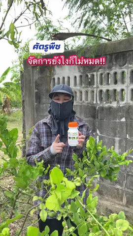 จัดการยังไงก็ไม่หมด  #ก้าวทวี #ก้าวทวีการเกษตร #กอร์ดอนออร์แกนิค #ออร์แกนิค #ศัตรูพืช 