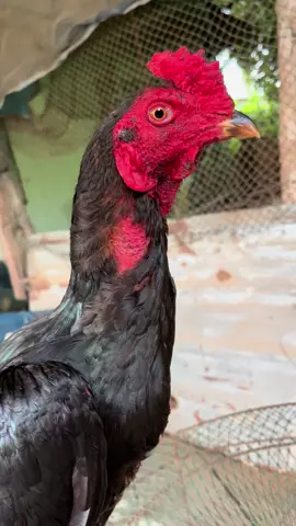 #ไก่ชน #เด็กหัดเลี้ยง 