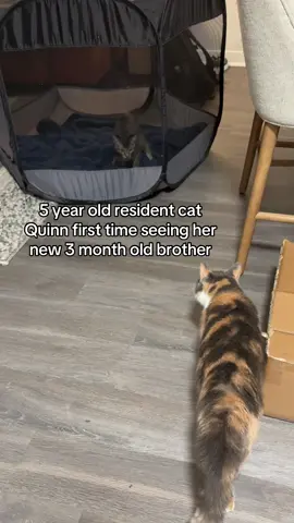 She wasn’t thrilled #cats #tabby #calico #kitten 