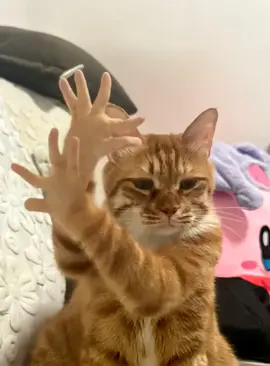Động vật đáng yêu #xuhuong #cat #pet #dance #funnyvideos 