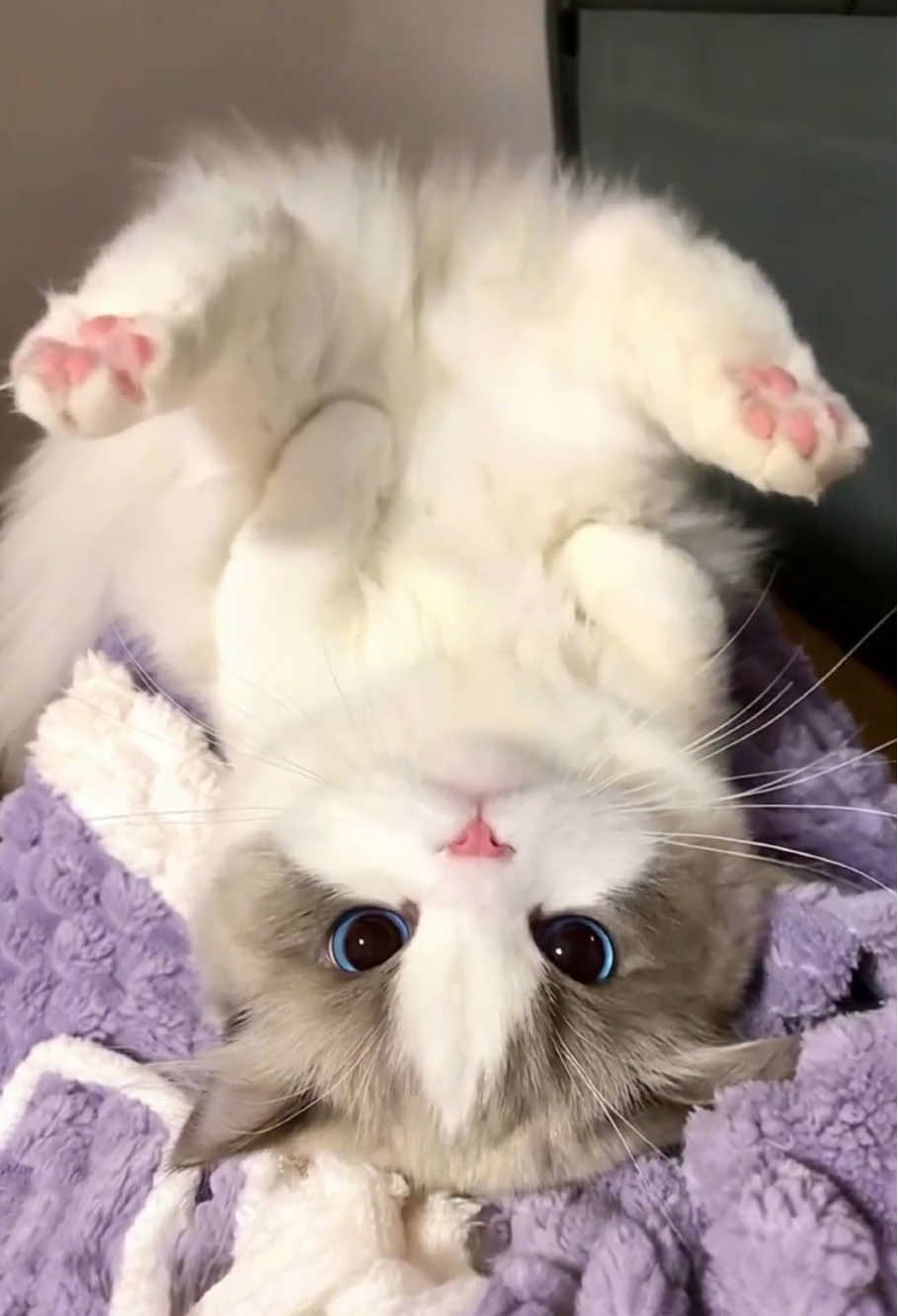 kawaii kitty😻#cat #catsoftiktok #kitten #cutecat #cats 