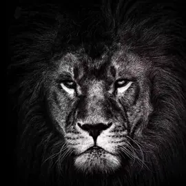 #lion #scarface #edit #bp 