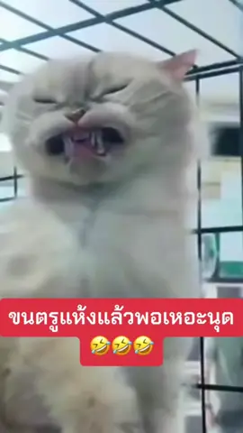 🤣#คริปตลกฮาๆ #คริปแรก #ติ๊กต๊อก 