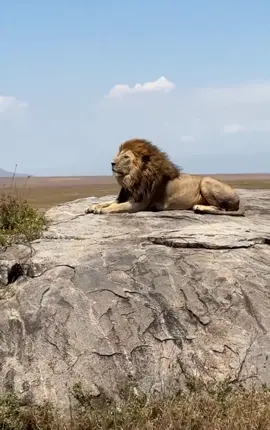 El León, observador y estratega siempre hay tiempo para observar, analizar y actuar.  #leon rey de la sabana!!!