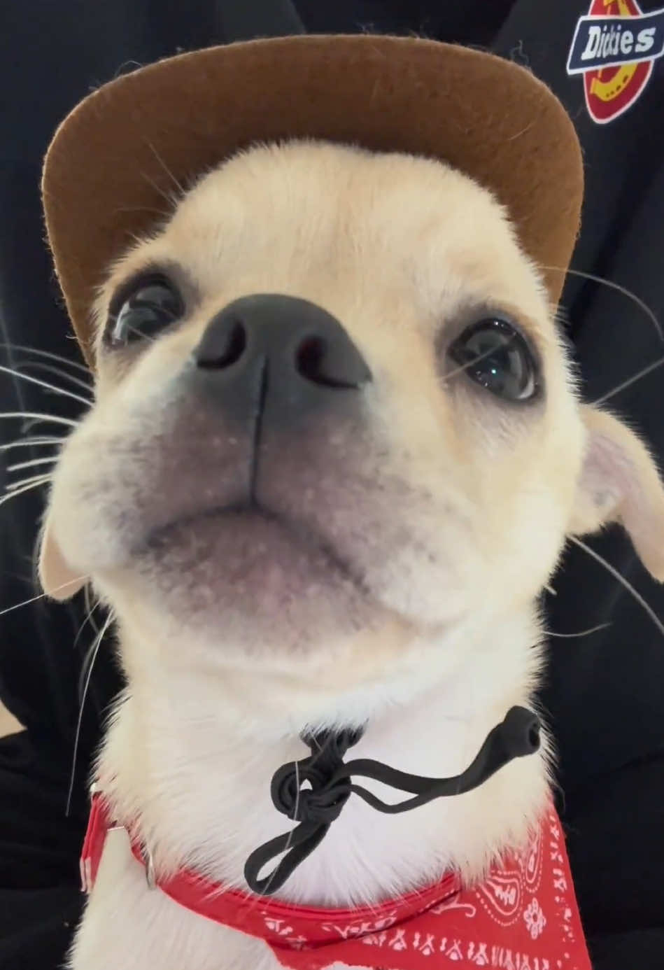 No need to manually change your shades! 0.1-second auto-dimming polarized color-changing sunglasses！
 #sunglasses #photochromiceyeglass #polarizedsunglass #sports #Running    