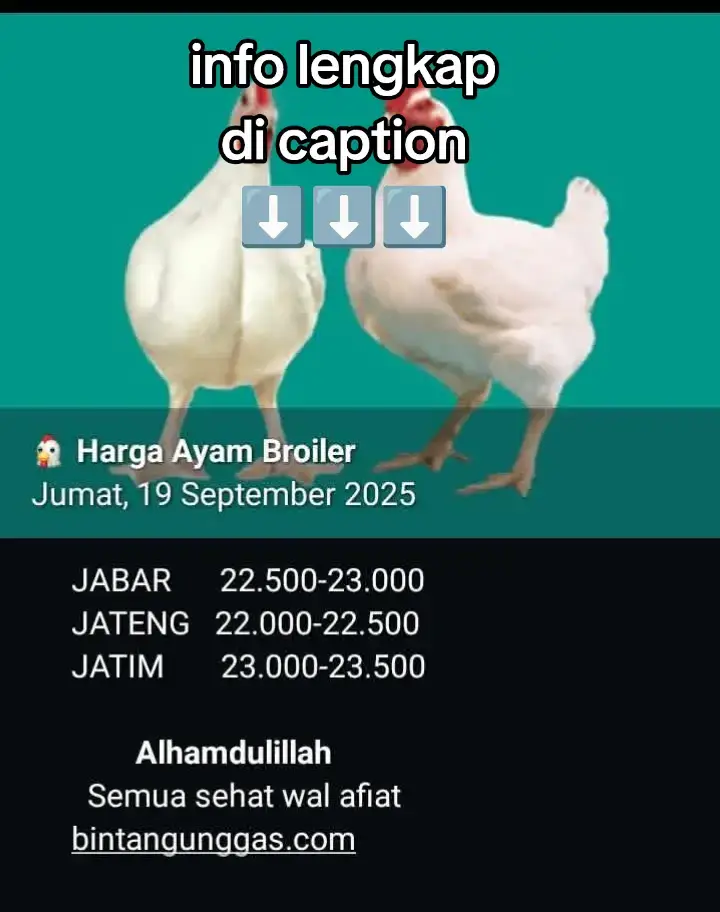 ⁹⁹🇲🇨🇲🇨🇲🇨🐓🐓🐔Infone Mbak n Mas *BRO*_iler_* dari kandang peternak (Ribu/kg) *Jumat, 19 September 2025* *SUMATERA* *Pekanbaru Riau* 0,80 - 0,90kg250 1,00 - 1,29kg245 1,30 - 1,89kg240 1,90 - 2,40kg230, *Lampung* 0,80 - 1,20kg255 1,21 - 1,40kg250 1,41 - 1,60kg245 1,61 - 1,80kg240 1,81 - 2,21kgup235 *JAWA BARAT + BANTEN* *Serang Banten* 1-1,2kg255-260 1,2-1,4kg250 1,4-1,6kg245 *Bogor* 1,6-1,8kg245, *Sukabumi*  1,8-2,2kg240(telur260), *subang* 1,8kgup230-5, *Cirebon Kuningan mjlk*  1,5-1,8kg235 *Tasikmalaya* (Telur260 Jantan250) *JAWA TENGAH+DIY* *Jogja* 225(telur250-5), *Klaten sragen pwrejo pwdadi Pati Blora* 225-230, *solo wonogiri pml PKL batang* 230-5, *Wonosobo* 235-240, *mgl tmg kebumen* 220-5, *Tegal* 220-230, *smg* 220-5(Telur258) *JAWA TIMUR*  *Madiun Blitar* 225-230, *magetan nganjuk bjnegoro Kediri Jombang mjk Blitar mlg pasuruan jember* 230-5,   *BALl* *Bali* Allsize250 *NTB* *Lombok* 250, *Sumbawa* 250   *KALIMANTAN*     *Balikpapan* 250(*Penajam Paser Utara* 240), *Banjarmasin* 260-270,  *Pelaihari* 270, *Banua Lima* 270   *SULAWESI*   *Makassar* AK/AB210-220 XB200-210, *Palu* Allsize240-250 *_Noted : AK Ayam Kecil, AN Ayam Normal, AB Ayam Besar, AJ/EB Ayam Jumbo Extra Big_*#TiktokPeternakan #peternaknusantara #VlogPeternakan #hargabroiler #berkelimpahan 