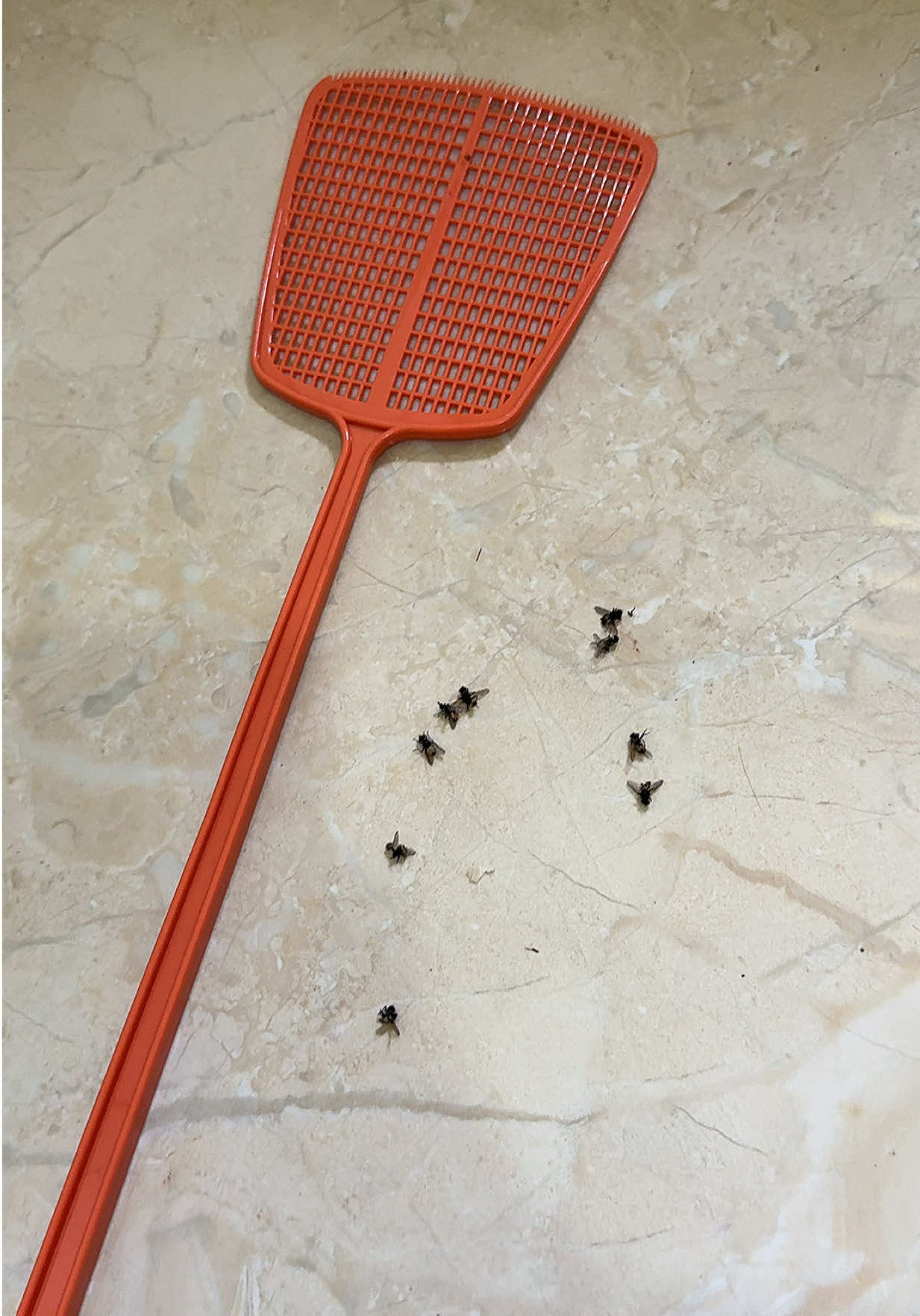 Goodbye langaw!! pinakamura at safe na paraan para mabawasan ang langaw sa bahay natin 🪰 #flyswatter #plasticflyswatter #langaw #panghampasnglangaw #goodbyelangaw 