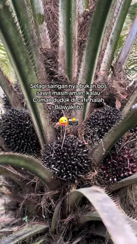 #sawitontiktok 