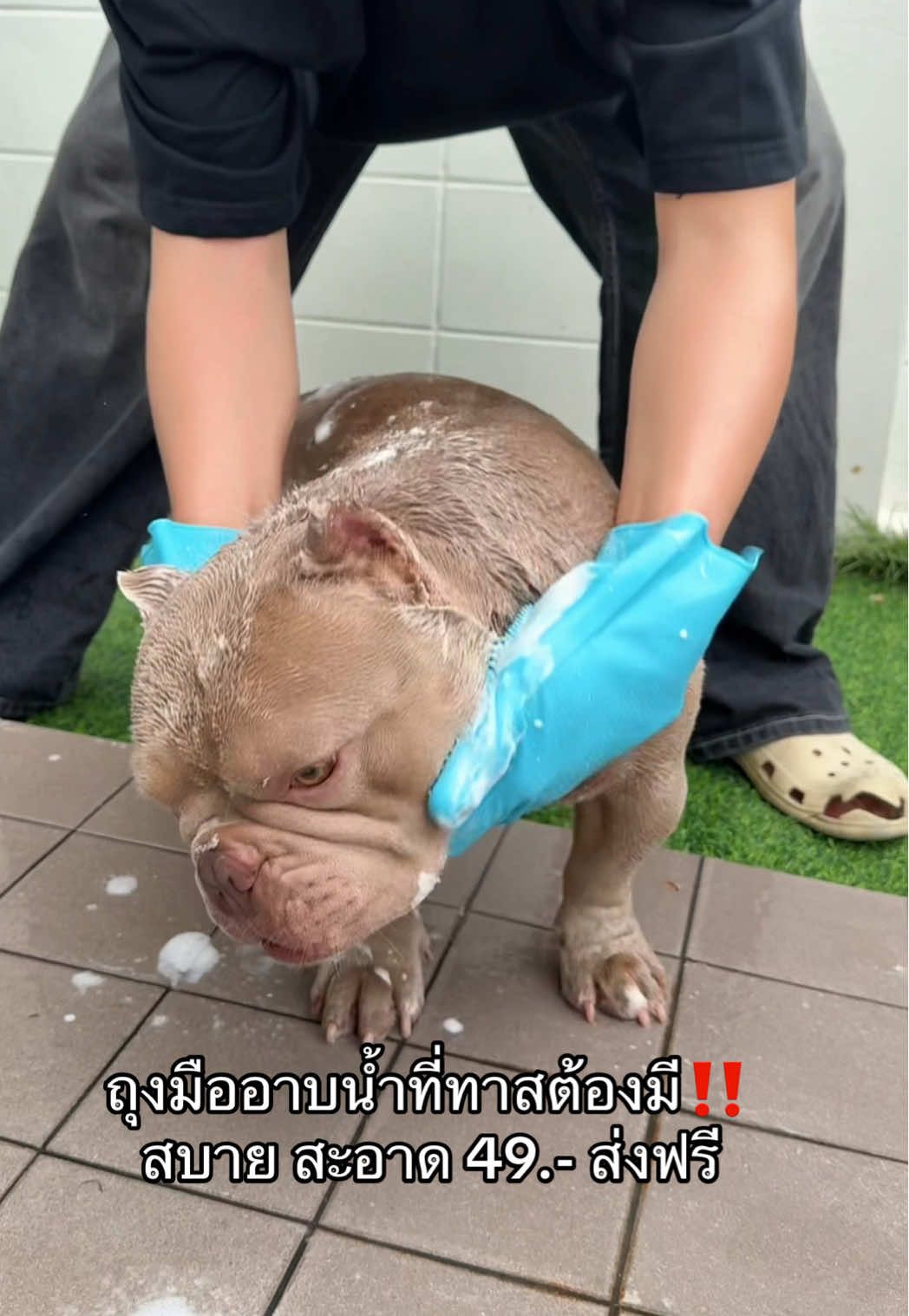 อาบเพลินสะอาดทุกจุด👍🏻#แปรงขัดตัวสัตว์เลี้ยง #แปรงอาบน้ําซิลิโคน #แปรงเก็บขนน้องหมาน้องแมว 