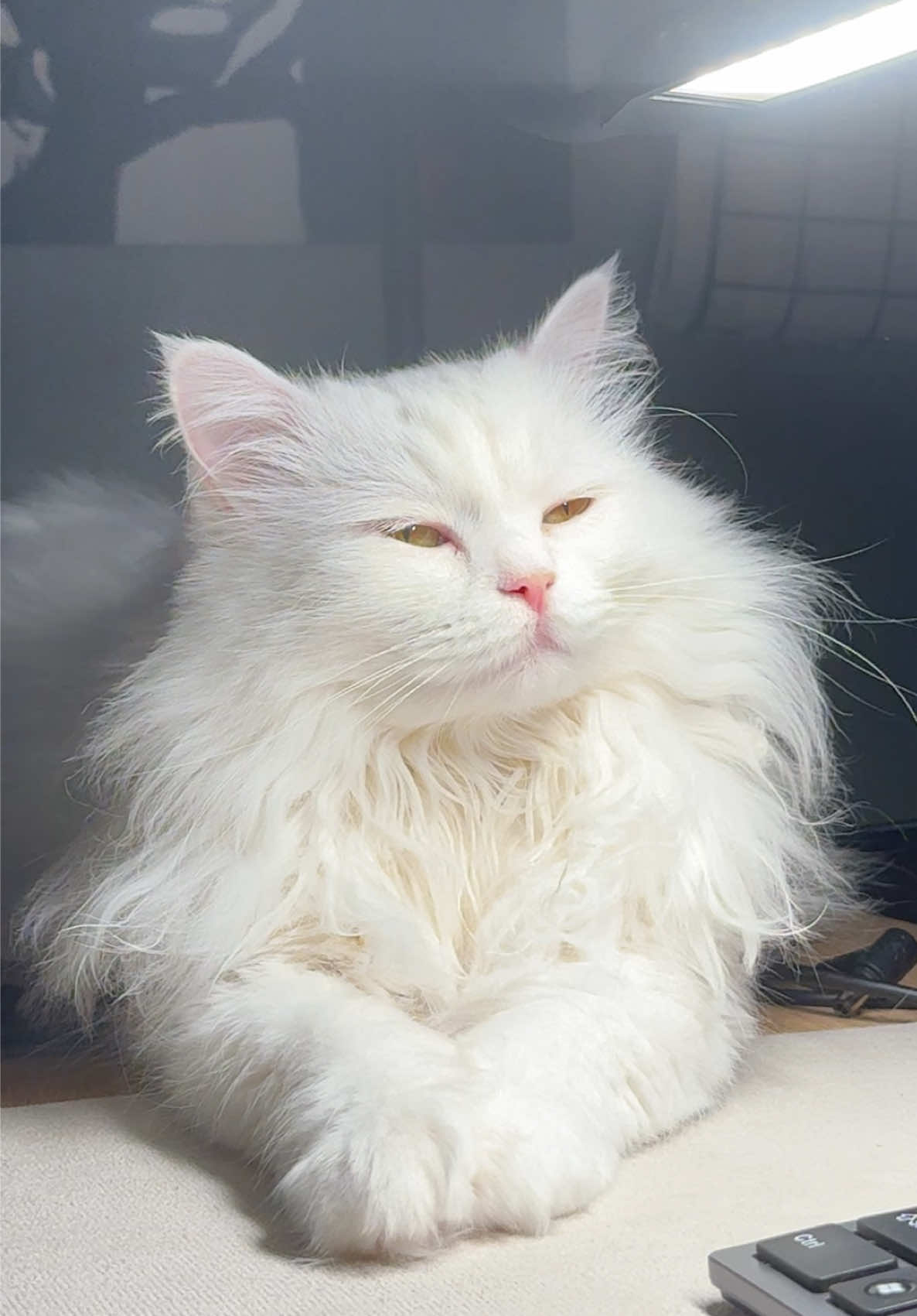 @☯️|Нокс та Аляска Улюблене місце - на робочому столі, під лампою, яка сліпить очі (коли її вимкнути - одразу змінює локацію) #котикиукраїни🇺🇦 #милікотики #fluffycat 