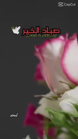 #صباحكم_أحلى_صباح🌹🌹 #صباحكم_سعادهـ🌸🍃 #صباحياتي🌸🎼 #4u #like 