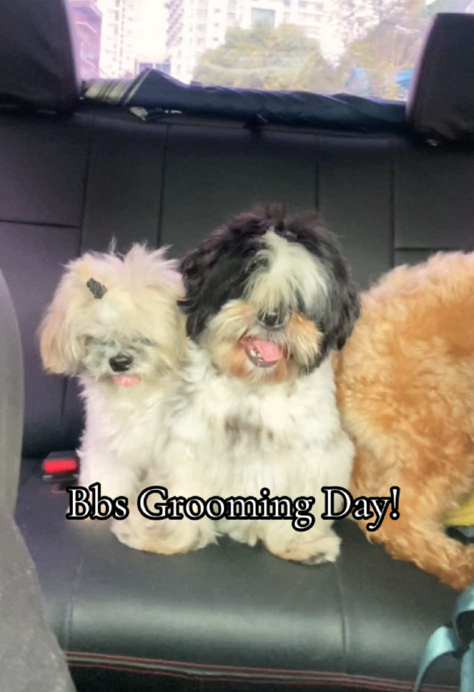 Grooming day vlog! One of the reasons talaga kaya ako lumipat ng Marikina is para mapalapit sa Marikina Vet Hospital 🤣🤣 Parang second house na ‘to ng bb boys eh 🤣🤣 #lifevlog #dogmomlife #furmomlife #doggrooming #marikinagrooming 