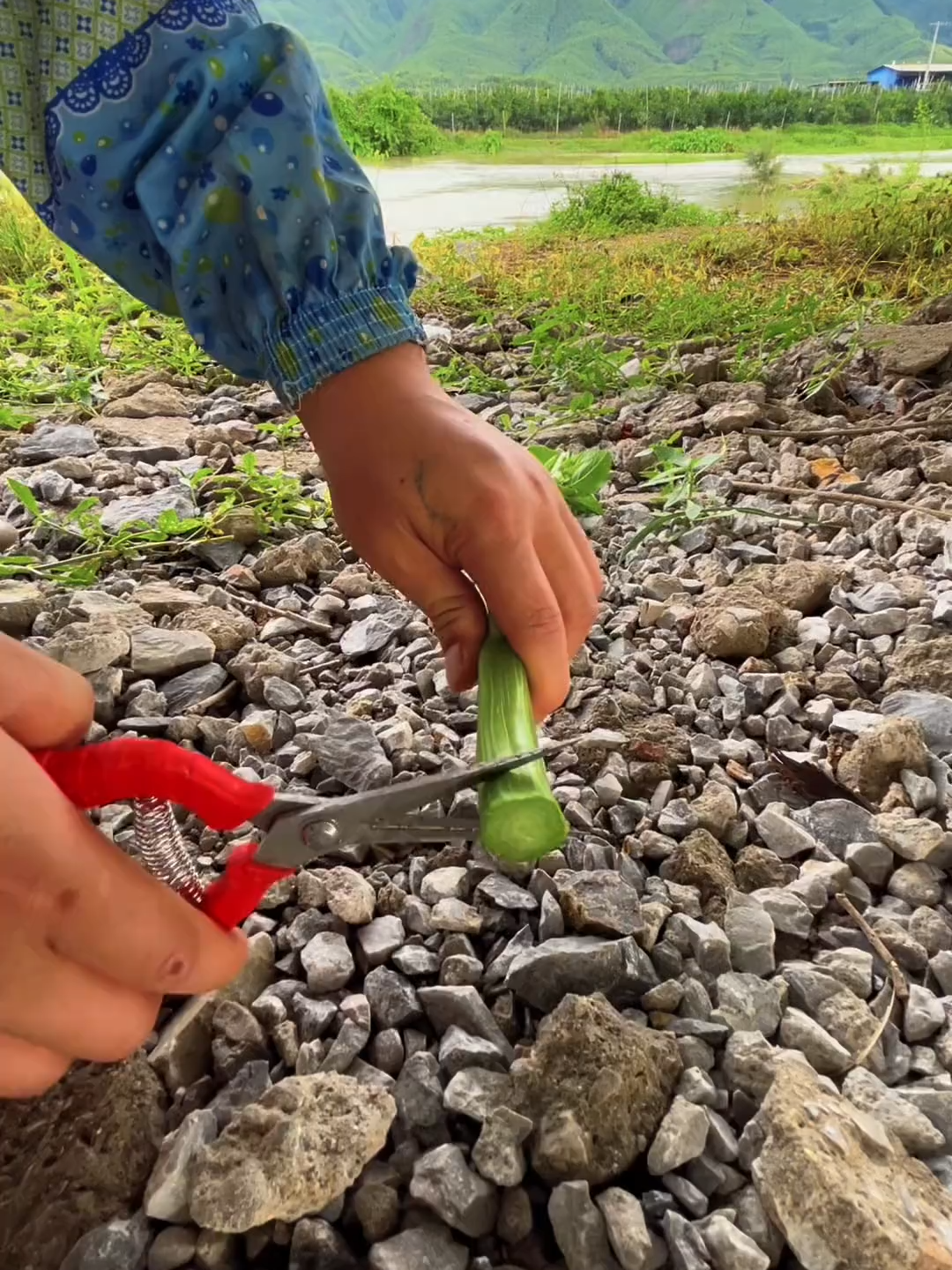 #NatureLovers #farmlands #follower #viralvideotiktok #greenpool #foryouu