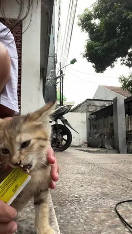 PART 2 kucing kecebur got