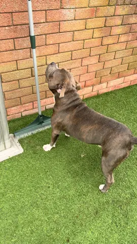 Nope.. don’t like it 🤣 #staffy #fy #fyp #barking #dogsoftiktokviral 